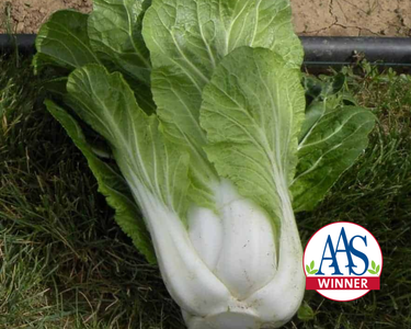 BoPak Bok Choi Hybrid Seeds